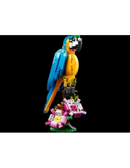 LORO EXOTICO